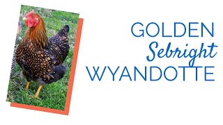 Golden Laced Wyandotte Chicks  Chickens For Backyards [upl. by Dav582]