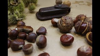 Know Your Chestnuts Horse or Sweet Poisonous or edible [upl. by Ekyt]