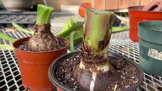 How to get Amaryllis Bulbs to ReBloom [upl. by Cleopatre326]