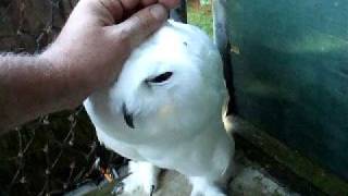 Snowy Owl Progress [upl. by Sinnard]