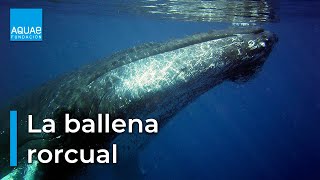 La BALLENA RORCUAL un discreto CETÁCEO que vive en el MEDITERRÁNEO [upl. by Guinn]