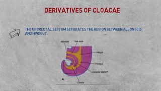 cloacal Embroyology Derivatives of cloacal membrane [upl. by Annej]