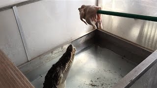 Crocodile eat chicken jump slowmotion [upl. by Aneeram]