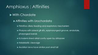 Chordate  Affinities of Amphioxus [upl. by Aicined957]