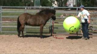 Introducing Twistur to horse soccer ball [upl. by Tem859]