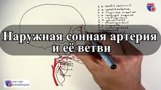 Наружная сонная артерия и ее ветви  medunivercom [upl. by Ahsocin]