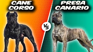 Cane Corso VS Presa Canario  Comparison [upl. by Adnarym]