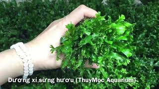 Dương xỉ sừng hươu Microsorum pteropus”windelov”Product of Thuymoc [upl. by Osmen]