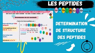 📣Les PEPTIDES Détermination de la Structure Des Peptides اقوى شرح للبيبتيد😍 PEPTIDSMEDECINE​ SNV [upl. by Nomelihp]