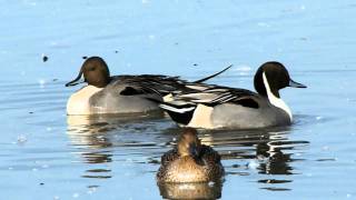 Northern Pintail courtship [upl. by Eedia]