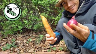 Grow CARROTS  Better HARVEST through onions amp companion plants [upl. by Cathleen516]