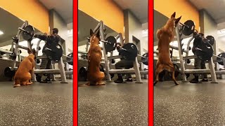 His Dog Started Squatting With Him In The Gym😳 [upl. by Ymar600]