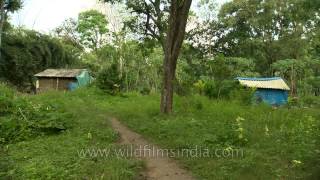 Tribal village amidst forests of South India [upl. by Alysa]