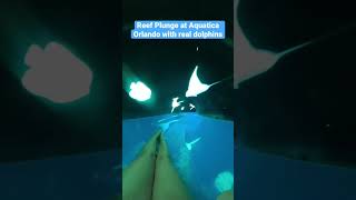 Waterslide With Real Dolphins At Aquatica Orlando Shorts [upl. by Hildagarde43]