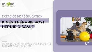 Hernie discale du chien  vidéo rééducation fonctionnelle postopération [upl. by Siffre]