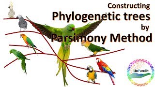 Phylogenetic analysis by Maximum Parsimony method [upl. by Cookie]