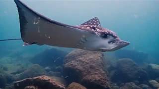 Arraiapintada Aetobatus narinari em Ilhabela [upl. by Wiersma841]