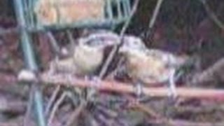 Blackheaded Grosbeak Feeds Baby [upl. by Ainola961]