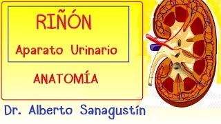 RIÑON y APARATO URINARIO anatomía [upl. by Freyah]