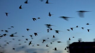 EPIC Rose Ringed Parakeets flying to roost  Hackney London [upl. by Innes]