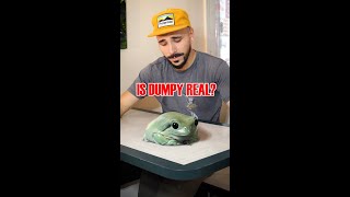 Let’s talk Dumpy Who is she Is the giant frog REAL bigfrog vfx cgi zachking funnyanimals [upl. by Haneeja]