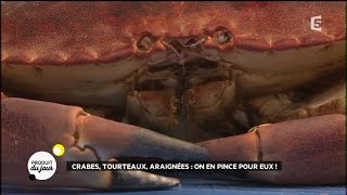 Crabes tourteaux araignées  on en pince pour eux [upl. by Yentiw]