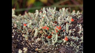 Lichen identification workshop  improvers [upl. by Nebur372]