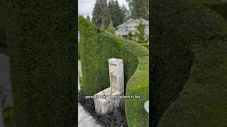 How to Trim a Hedge Expert Tips for Maintaining Your Emerald Green Arborvitae [upl. by Granger]