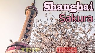 Trip on tube  Chasing Sakura 逐樱花 Episode 1  Shanghai 50fps [upl. by Tiga54]