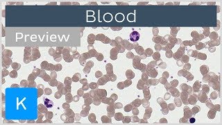 Blood erythrocytes leukocytes and other cells preview  Human Histology  Kenhub [upl. by Roter7]