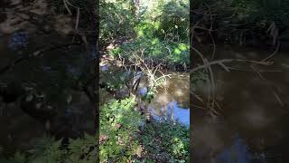 Jindalee Creek Spotting platypus Ornithorhynchus anatinus [upl. by Balcer]