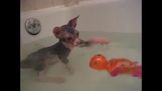 Our Hairless Cat Montee Gets a Bath [upl. by Tray788]