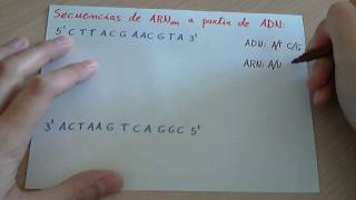 Ejercicio Transcripción de una cadena de ADN a ARNm [upl. by Mariand]