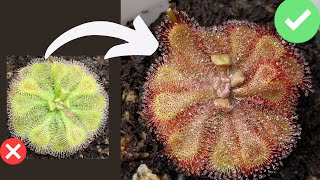 TOP 7 Beginner Mistakes When Growing Sundews Drosera Care  Tips [upl. by Vedette]