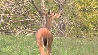 Archery Doe Hunt 2011 [upl. by Sayer58]