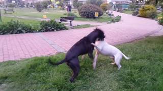 Pit bull Vs Bull Terrier [upl. by Glanville389]