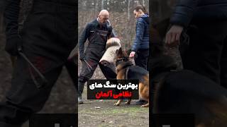 خطرناک ترین سگ های آلمان shorts dog [upl. by Trudnak]