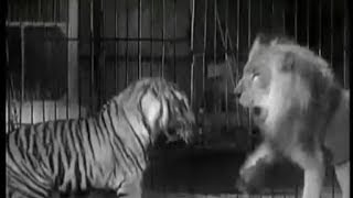 Tiger vs Lion  Ultimate Killer Vs The Ultimate Warrior [upl. by Efram824]