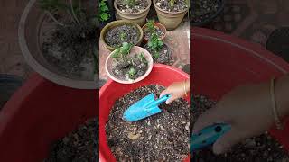 kalanchoe Propagation potting mix gardening tranding shorts [upl. by Hinda]