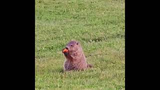 Cute Woodchuck Enjoys Carrot [upl. by Syverson886]