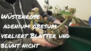 Wüstenrose adenium obesum verliert Blätter und blüht nicht [upl. by Yendirb971]