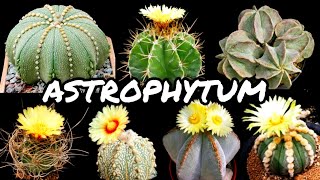 30 VARIEDADES DE CACTOS DO GÊNERO ASTROPHYTUM PARA IDENTIFICAÇÃO  CACTUS TV [upl. by Bates]