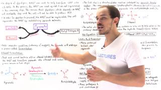 Ethanol and Lactic Acid Fermentation [upl. by Eciral285]