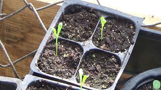 How To Start African Daisies From Seed And Seedlings Update How To Start osteospermum flower seeds [upl. by Sadonia633]