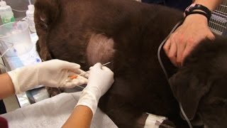 How To Perform Pericardiocentesis on a Dog [upl. by Bianka626]