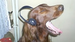 Funny Dogs Howling To Music Compilation  NEW [upl. by Dranik297]