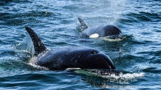 Transient Killer Whales Hunting and Killing Harbor Seals HD [upl. by Aubert]