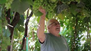 VIDEO DEL DESHOJADO DE UVA EN VITIS VIDOR [upl. by Eckblad]