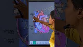 cardiology hearthealth bloodcirculation and medicalsciencesystole diastole bloodpressure [upl. by Clarhe620]