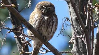 Chuncho Glaucidium nanum [upl. by Salinas347]